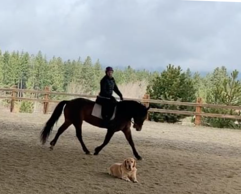 Rider cantering a bay horse in an outdoor arena with a dog resting nearby