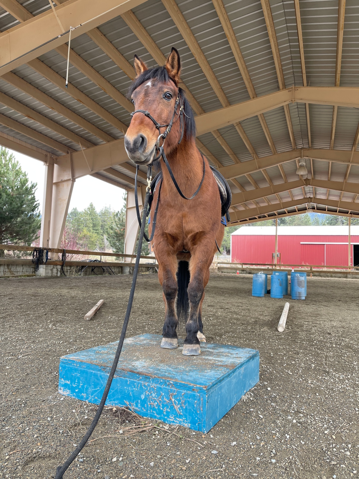 Bay horse standing proudly on a blue training box in a covered arena