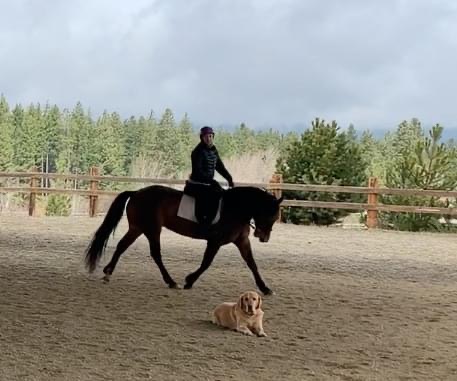 Rider trotting a bay horse in an outdoor arena with a golden retriever resting on the sand