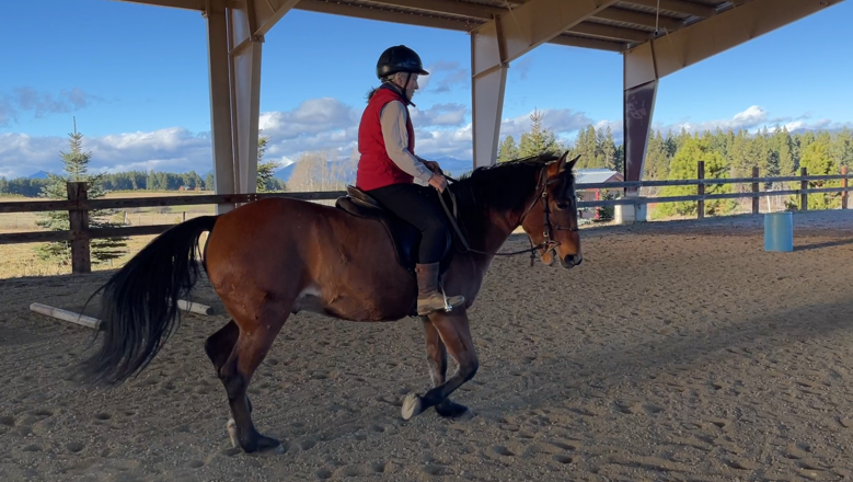 Rider on a bay horse in an outdoor arena with a golden retriever lying nearby